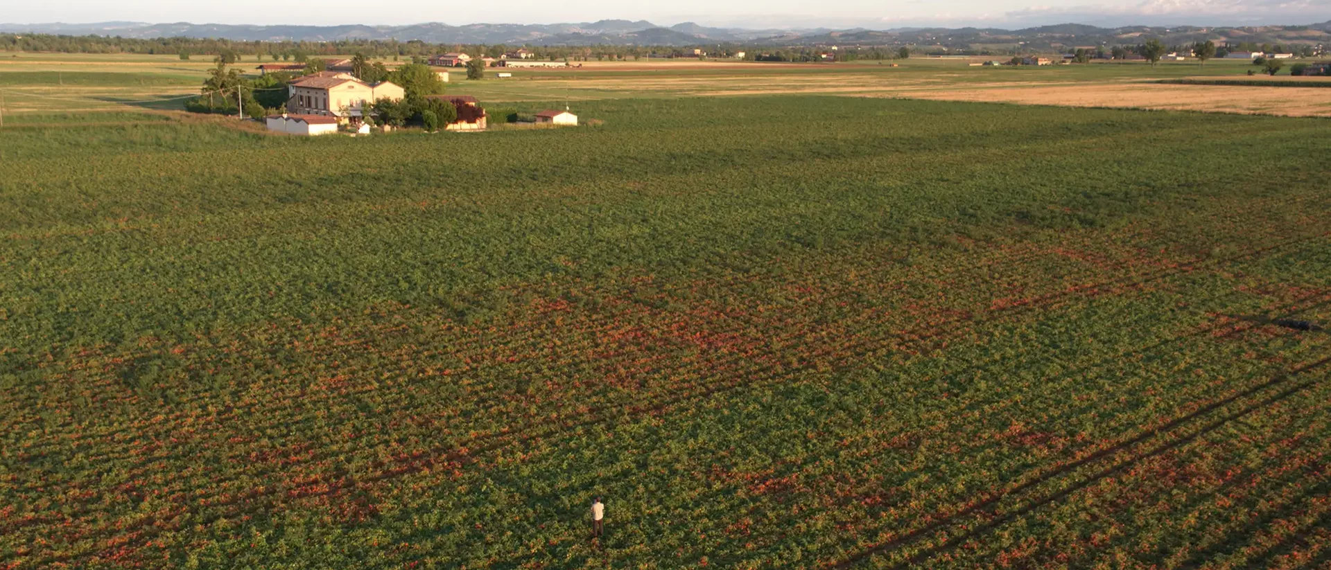 Home_LANDSCAPE_TOMATO_FIELD-copia